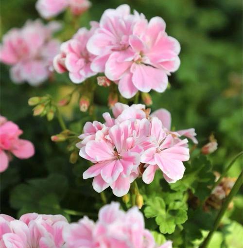 绣球花盆栽天竺葵的正确养护方法是什么？