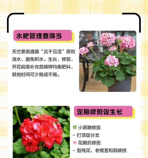 绣球花盆栽天竺葵的正确养护方法是什么？