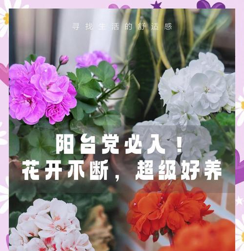 绣球花盆栽天竺葵的正确养护方法是什么？