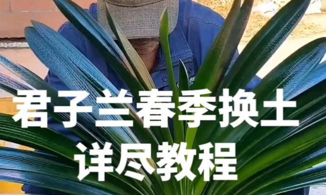 君子兰换盆的正确步骤是什么？