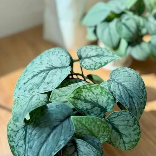 天台大叶观赏植物品种有哪些？有哪些适合天台种植的大叶植物？