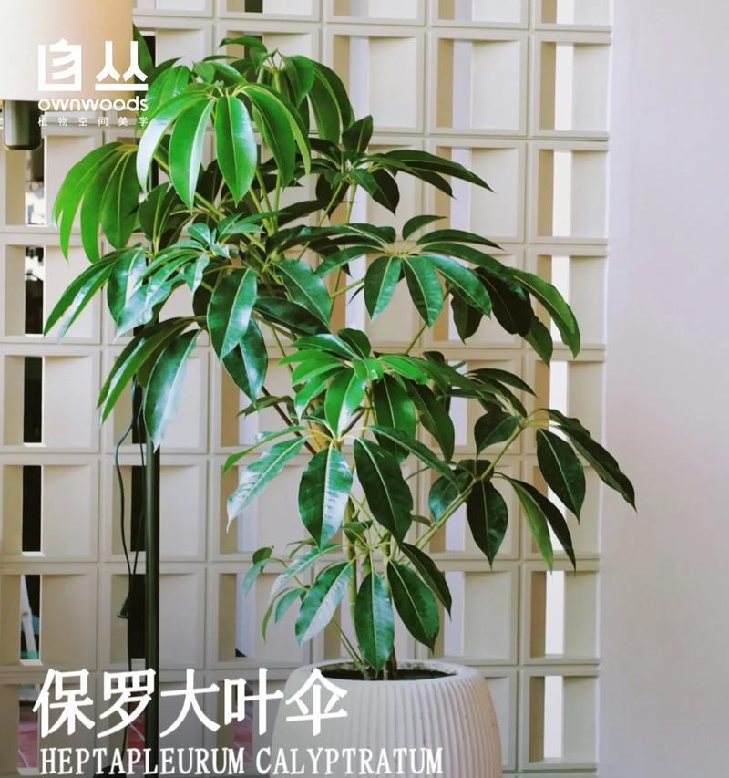 天台大叶观赏植物品种有哪些？有哪些适合天台种植的大叶植物？