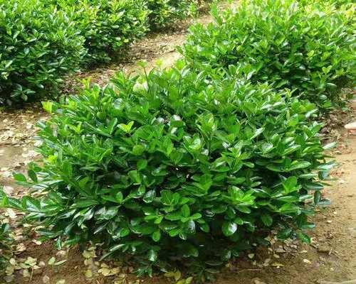 天台大叶观赏植物品种有哪些？有哪些适合天台种植的大叶植物？