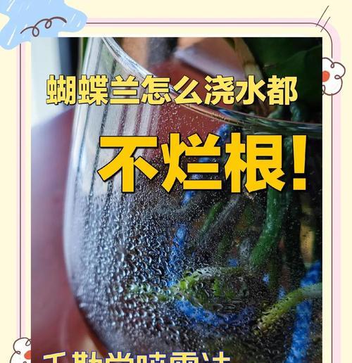 拔君子兰箭的水怎么喷？君子兰箭的喷水技巧是什么？
