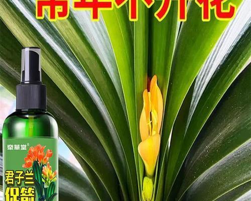 拔君子兰箭的水怎么喷？君子兰箭的喷水技巧是什么？