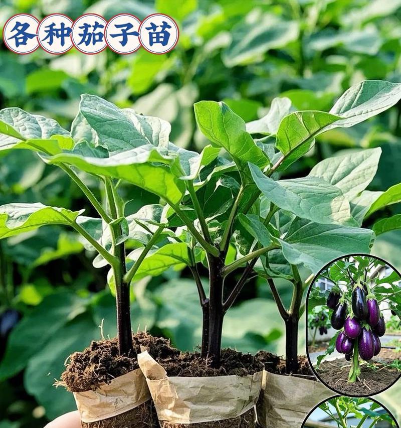 夏季茄子播种的最佳时机是什么时候？