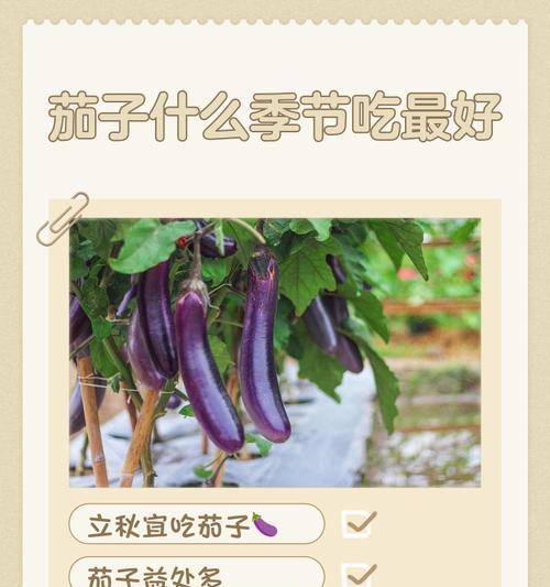 夏季茄子播种的最佳时机是什么时候？