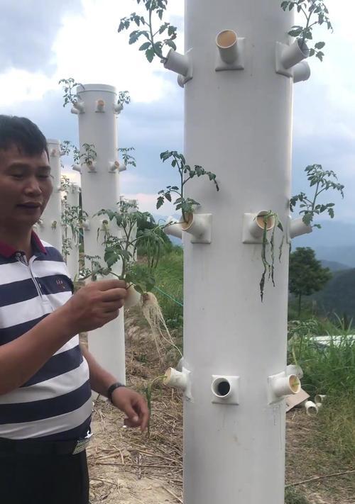 番茄无土栽培有哪些技术要点？如何成功进行无土栽培？