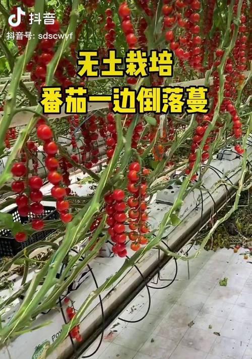 番茄无土栽培有哪些技术要点？如何成功进行无土栽培？