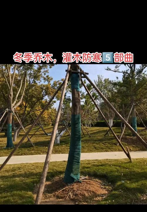 绿篱浇水的最佳方法是什么？
