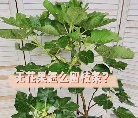 种花木养花有哪些技巧？养花技巧全攻略。