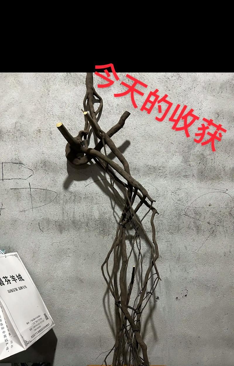 老鸦柿根培盆景的养护方法是什么？如何正确进行根培？