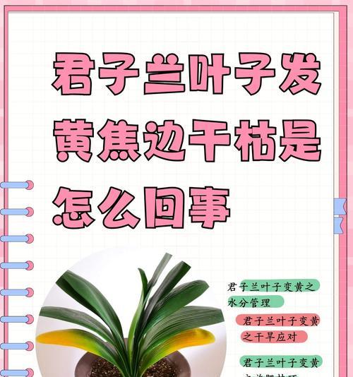 君子兰长虫子了怎么处理？有哪些有效的处理方法？