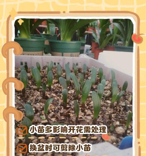 君子兰长虫子了怎么处理？有哪些有效的处理方法？