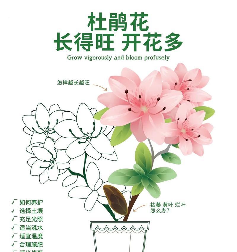 杜鹃小桩盆景的养护方法是什么？有哪些注意事项？
