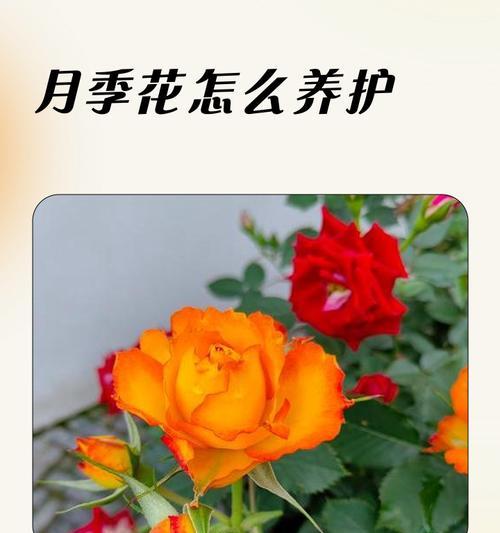 月季花苗的初期养护要点有哪些？