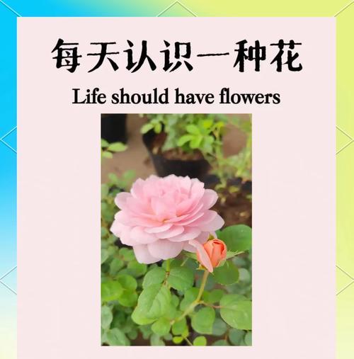 月季花苗的初期养护要点有哪些？