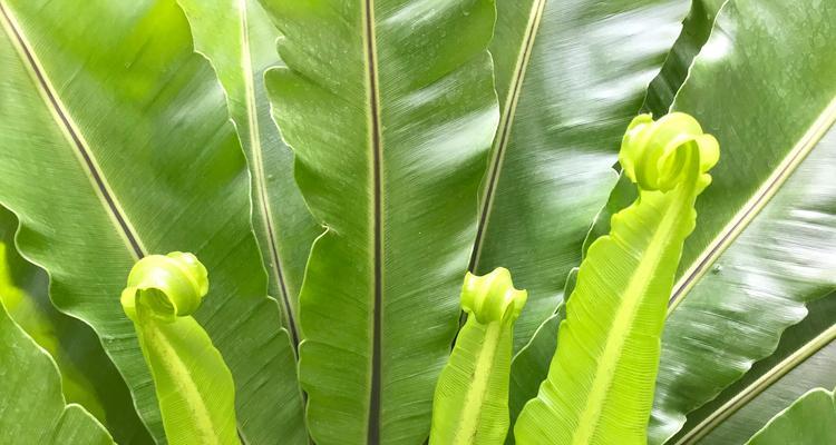 哪些观赏植物不易生虫？如何选择无虫害的观赏植物？