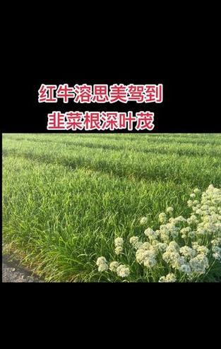 韭菜高产栽培技术要点是什么？