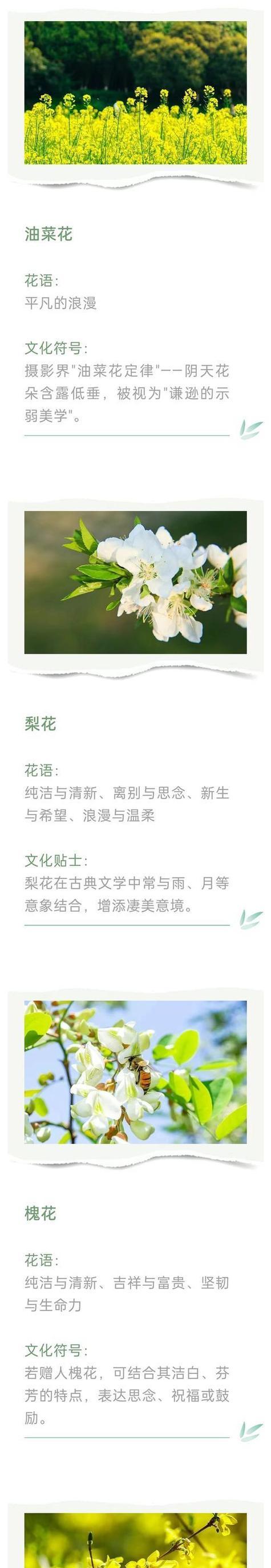 花卉象征意义？如何理解它们的深层含义？