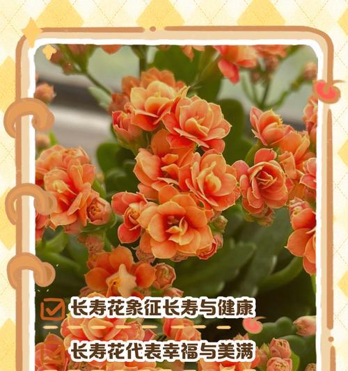 哪些花带有特别的寓意和象征？它们代表什么？