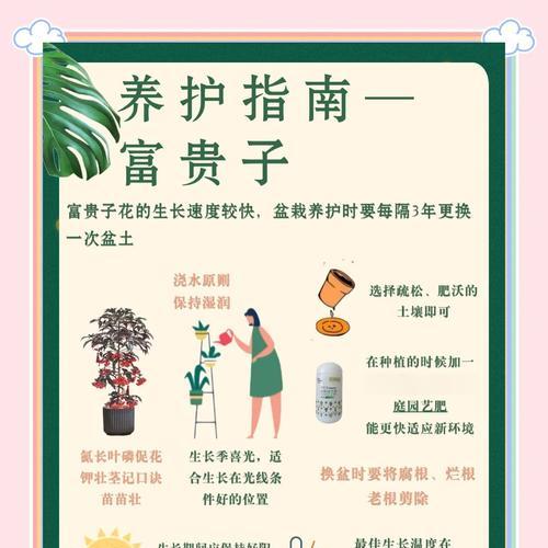 富贵花种子的寓意是什么？