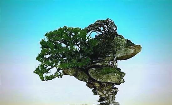 石头与花的寓意是什么？它们在艺术中代表了什么？