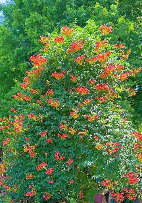 坚强与柔和象征的花有哪些？它们的花语是什么？