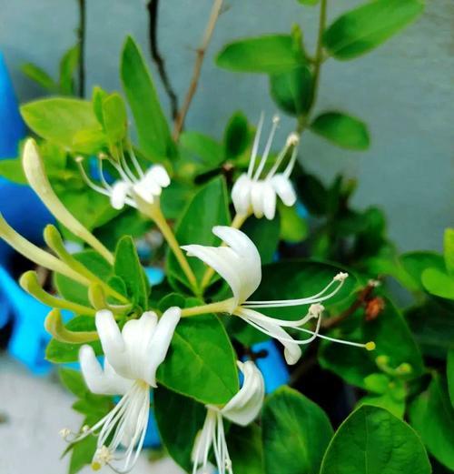 寓意好的花图片大全有哪些？如何挑选寓意吉祥的花卉图片？
