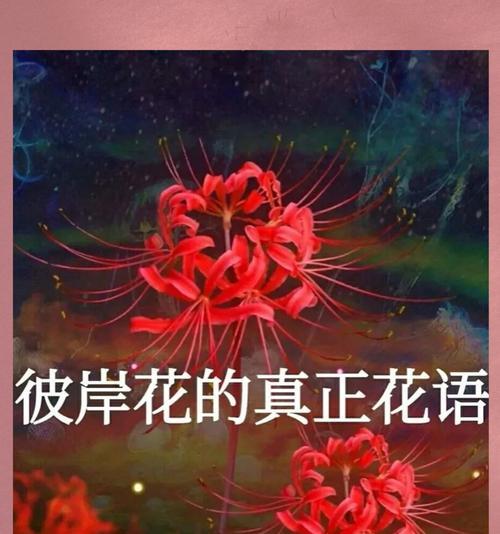 花十一和十九的寓意是什么？