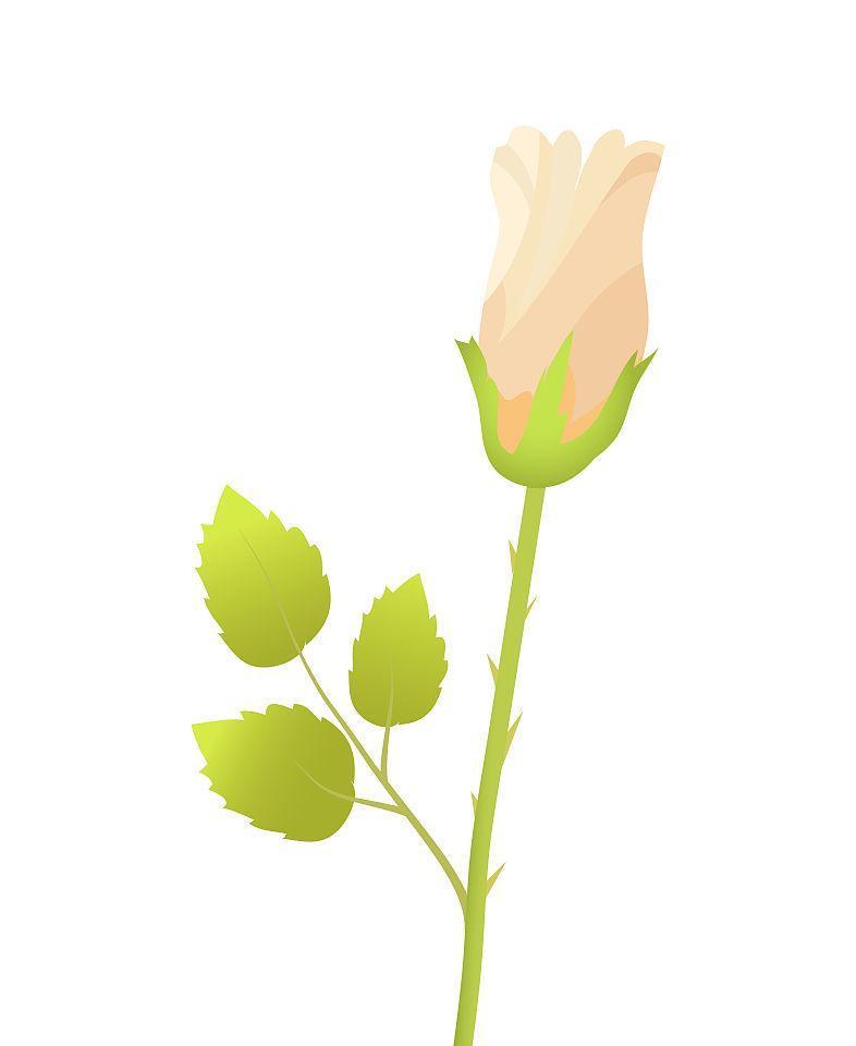 停止绿叶花的象征意义是什么？