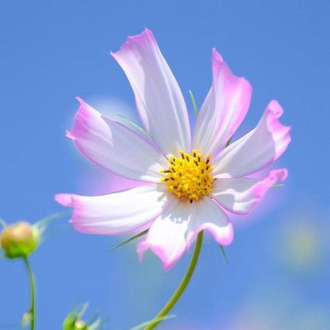 带雨的花象征着什么？它的含义是什么？