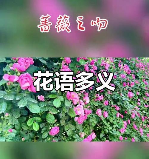 花语中哪种花代表朋友？友谊的花语是什么？