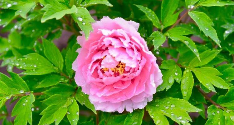 哪些花卉代表平安归来？如何用花表达对平安的期盼？