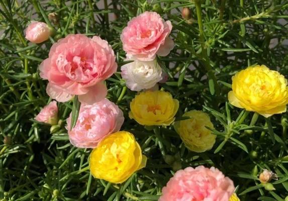 哪些花卉代表平安归来？如何用花表达对平安的期盼？