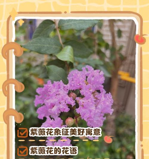 花的寓意和花语具体包括哪些？