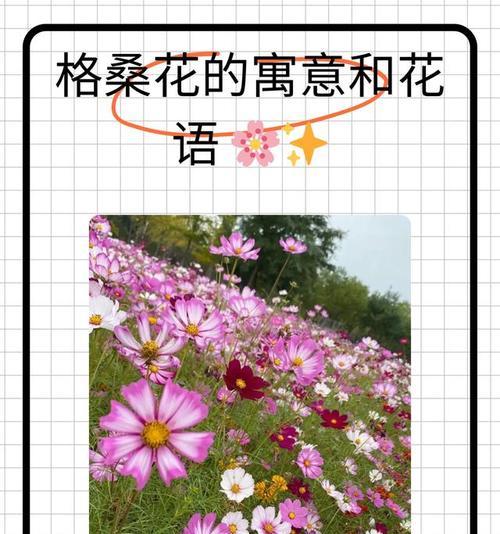 花的寓意和花语具体包括哪些？