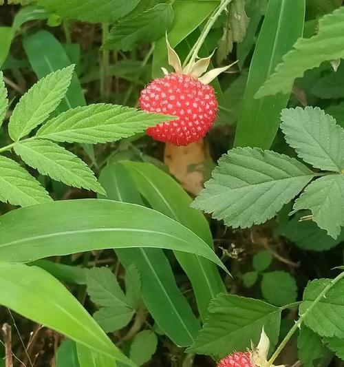 冰草莓花的花语是什么？它们在情感表达中有何作用？