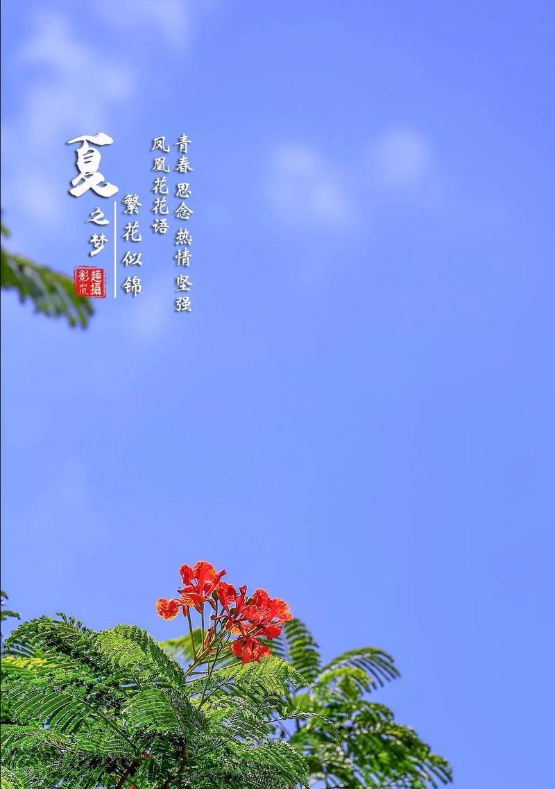 野营赠花的意义是什么？各种花朵的花语分别代表什么？