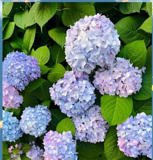 野营赠花的意义是什么？各种花朵的花语分别代表什么？
