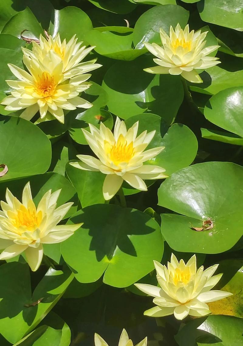 什么花寓意顺利？寓意顺利的花有哪些？