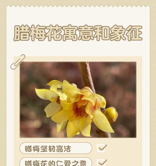 各种花的含义和不同花卉象征意义是什么？