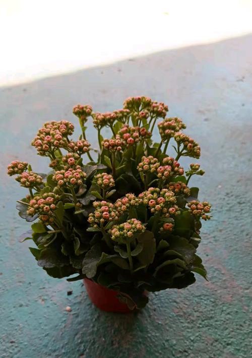 代表健康和长寿的花有哪些？祝福身体健康的花卉是什么？