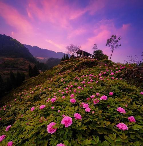 寓意着美丽富贵的花有哪些？它们代表了哪些意义？