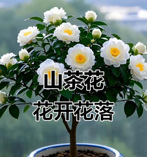 寓意着美丽富贵的花有哪些？它们代表了哪些意义？