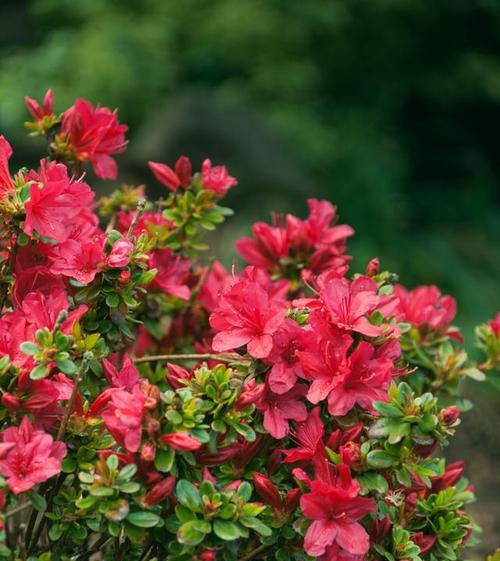 四月的花有哪些花语和寓意？春季花卉代表什么？