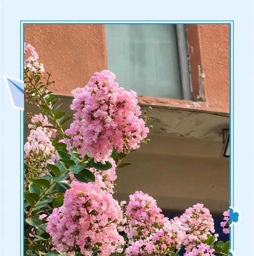 四月的花有哪些花语和寓意？春季花卉代表什么？
