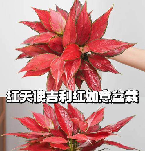 红福花的寓意是什么？红福花象征着什么？