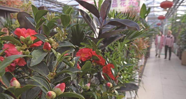 年宵花中哪些寓意长寿和健康？如何选择以表达祝福？