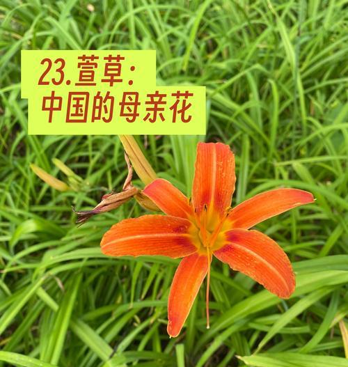 黄花的花语含义是什么？黄花象征着什么意义？